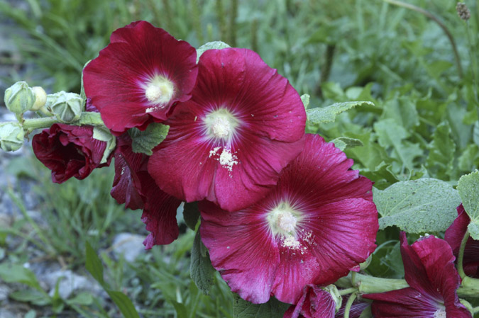 Malva reial (Althaea rosea)