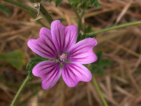 Malva (Malva sylvestris)