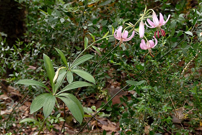 MARCÓLIC - LILIUM MARTAGON