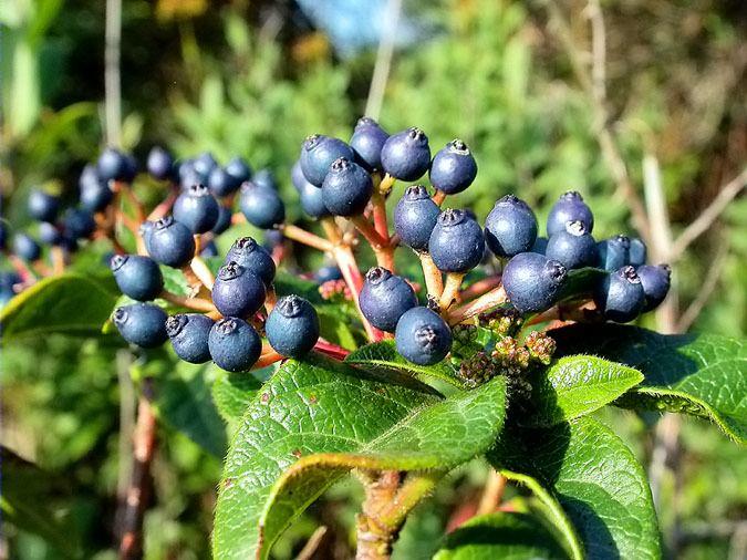 Marfull (Viburnum tinus)