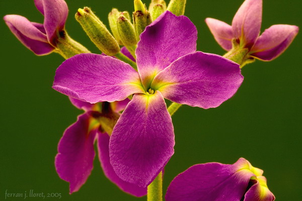 Matthiola incana (L.) R. Br. in W.T. Aiton subsp. incana