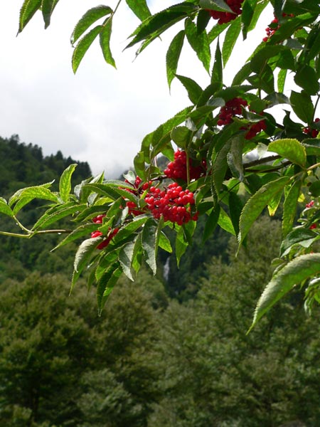 Moixera de guilla (Sorbus acuparia)