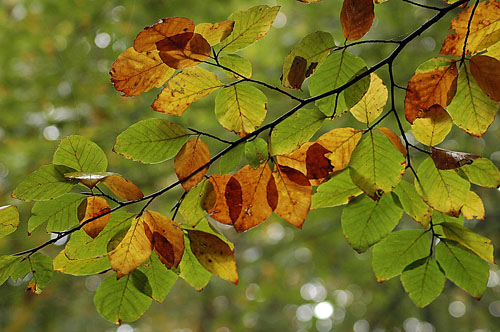 Faig. Haya (Fagus sylvatica)