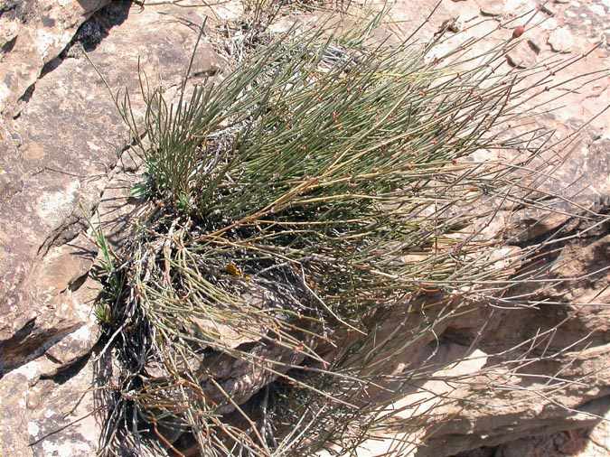 Ephedra nebrodensis