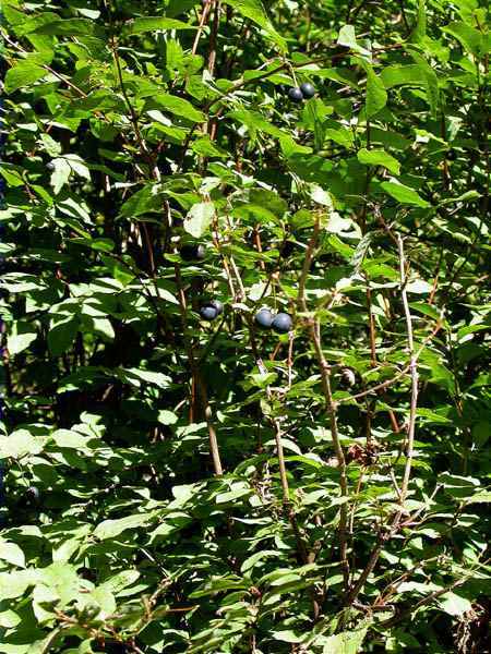 Púdol, Nesprun des Alpes (Rhamnus alpina)