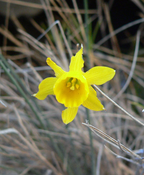 Almesquí (Narcissus assoanus)