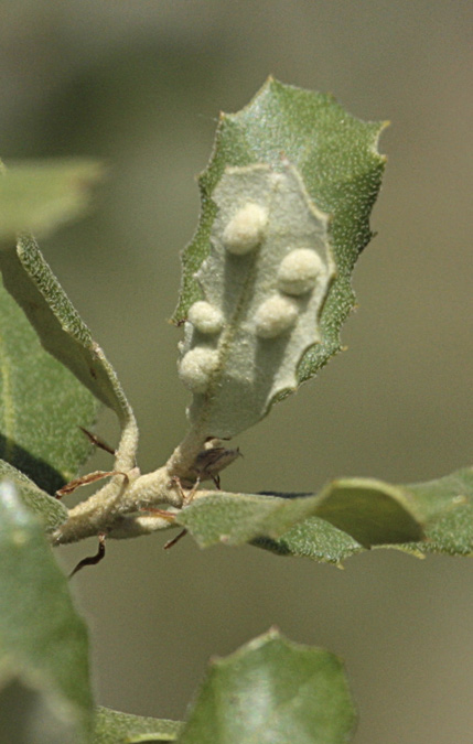 Neuroterus quercusbaccarum sobre roure