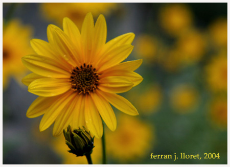 Helianthus tuberosus L. (nyàmera)