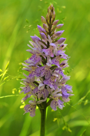 Orquídia tacada. Orchis (Dactylorhiza) maculata