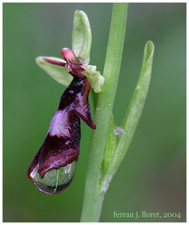 Ophrys insectifera L.