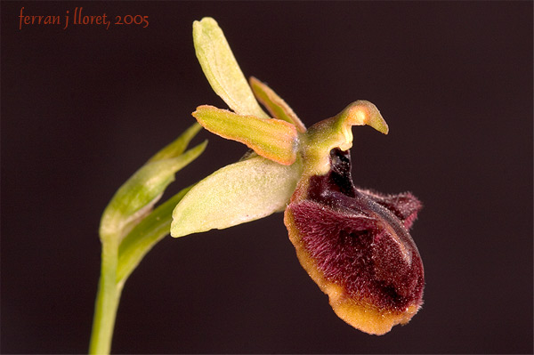 Ophrys passionis Sennen (Abellera de la Passió )