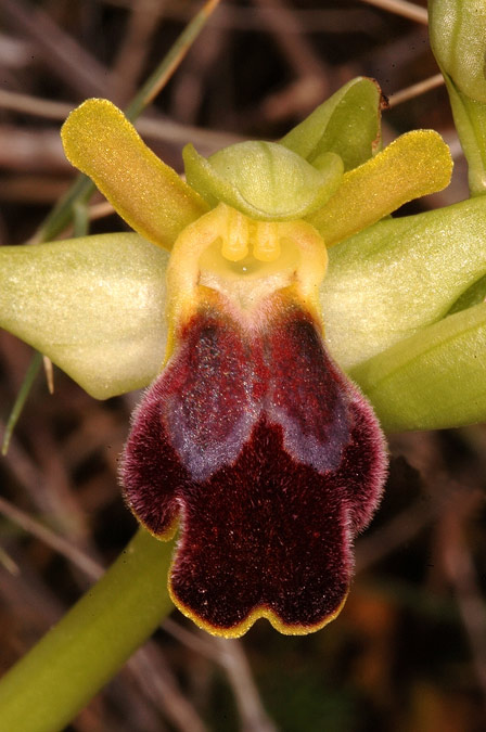 Ophrys fusca