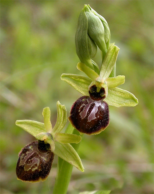 Ophrys sphegodes