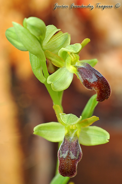 Una de orquidea