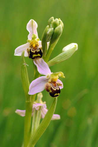 Orquídia abellera (Ophrys apifera)