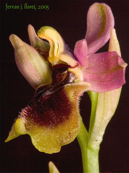 Ophrys tenthredinifera Willd.