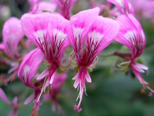 Pelargonium papilionaceum 1/2