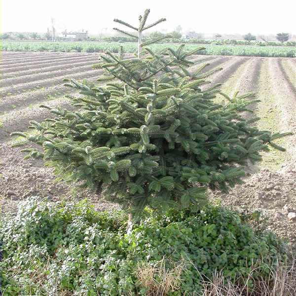 Pinsapo (Abies pinsapo)