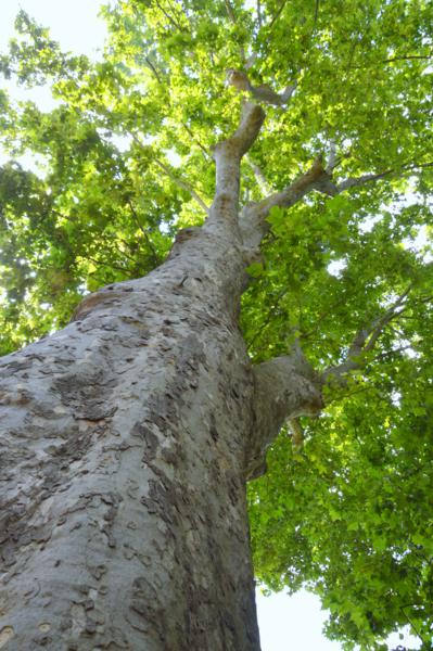 Plàtan de la Font Gran (Platanus hispanica)