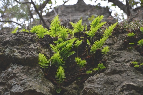 Polipodi (Polypodium cambricum)