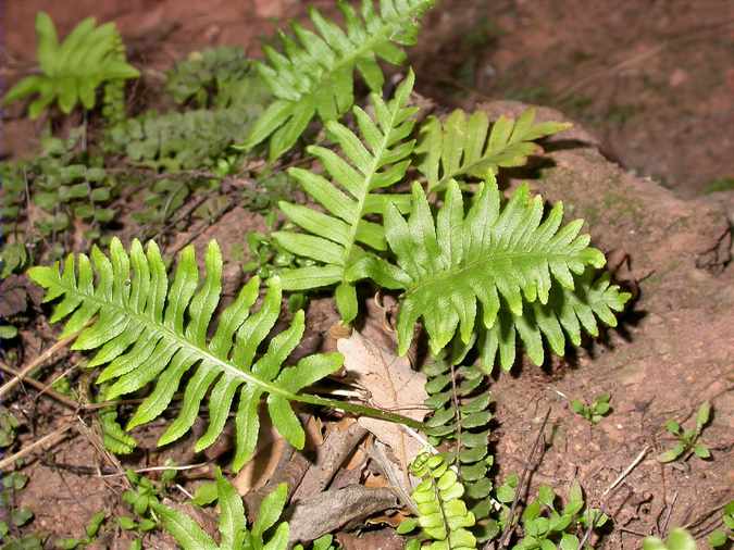 Herba pigotera (Polypodium vulgare)