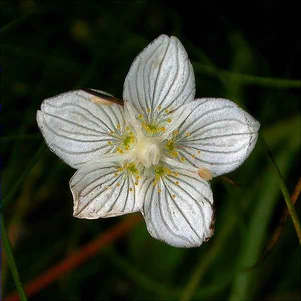 Parnassia palustris