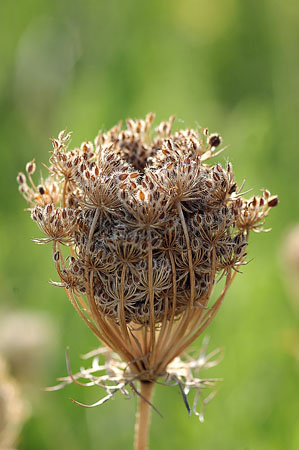 Pastanaga borda (Daucus carota)