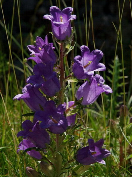 Campaneta gran