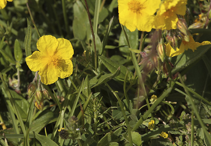 Perdiguera (Helianthemum apenninum  ssp. pilosum)