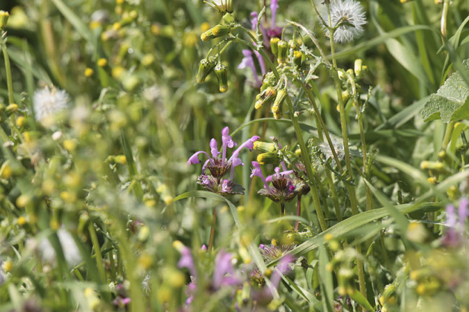 Peu de gall (Lamium amplexicaule)