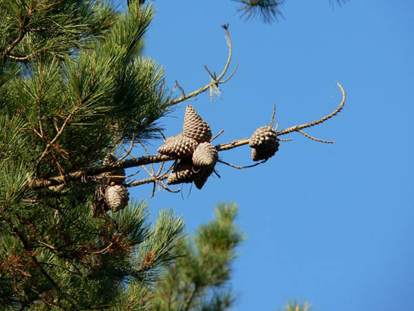 Pi insigne, (Pinus radiata).