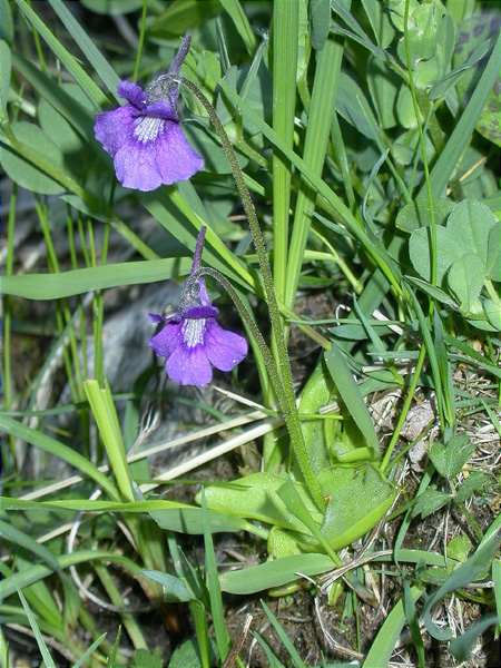 Viola d'aigua, planta carnívora (Pinguicula grandiflora)