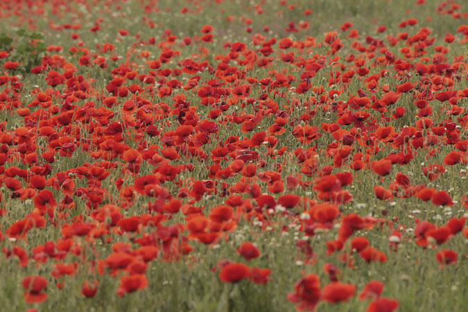 Pipiripips o rosella (Papaver rhoeas)