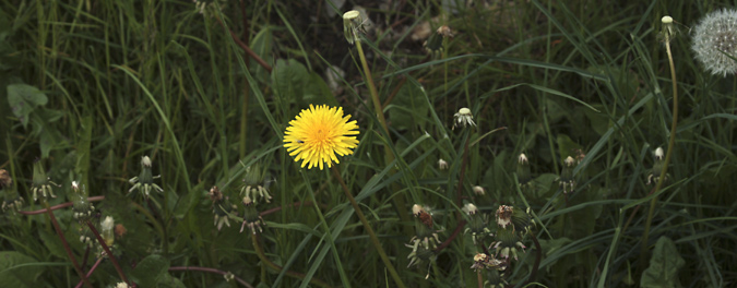 Pixallits o dent de lleó (Taraxacum officinale)