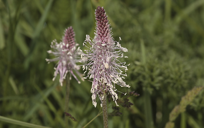 Plantatge mitjà (Plantago media)