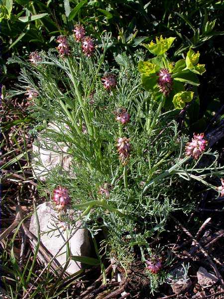 Platycapnos spicata (L.) Bernh. subsp. spicata