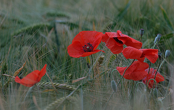 BADABADOC-ROSELLA-AMAPOLA