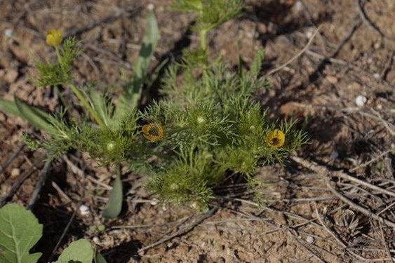 Adonis microcarpa