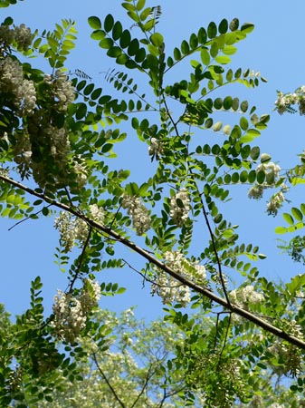 Robínia (Robinia pseudacacia)