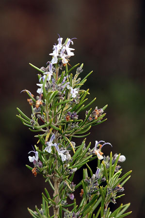 Romaní. Rosmarinus officinalis