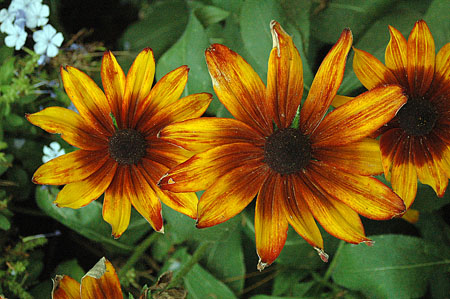 Rudbeckia (Rudbeckia hirta autum colors)