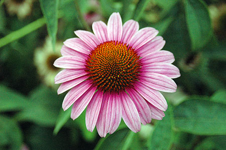 Rudbeckia morada (Echinacea purpurea)