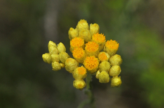 Sempreviva borda (Helichrysum stoechas)