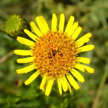 Salsona (Inula crihmoides)