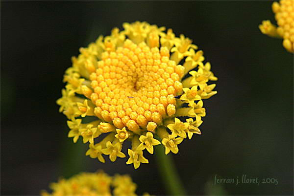 Santolina chamaecyparissus L. subsp. squarrosa (DC.) Nyman