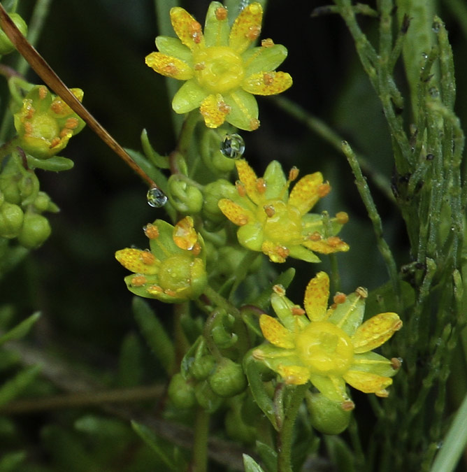 Saxífraga aizoide (Saxifraga aizoides)