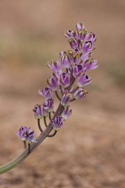 Scilla autumnalis, inflorescència