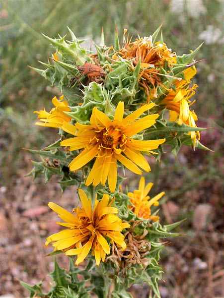 Card de moro (Scolymus hispanicus)