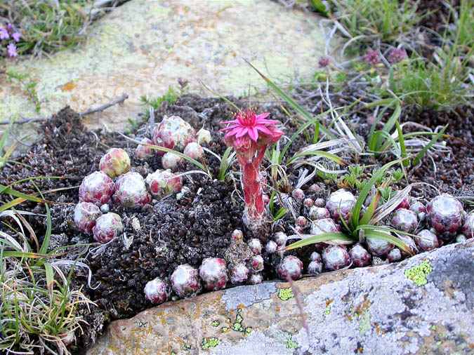 Sempervivum arachnoideum