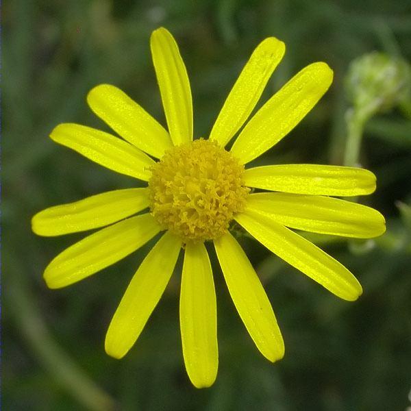 Seneci Sud-Africà (Senecio capensis)